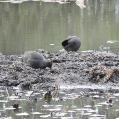 Gallinula tenebrosa (Dusky Moorhen) at Bega, NSW - 16 Aug 2019 by RyuCallaway