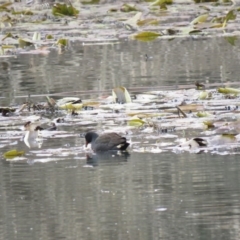 Gallinula tenebrosa at Bega, NSW - 17 Aug 2019 08:30 AM