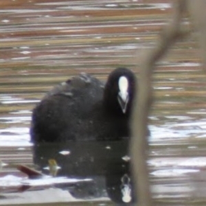 Fulica atra at Bega, NSW - 17 Aug 2019 08:30 AM