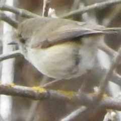 Acanthiza pusilla (Brown Thornbill) at Bega, NSW - 16 Aug 2019 by RyuCallaway