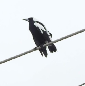 Gymnorhina tibicen at Bega, NSW - 17 Aug 2019 08:30 AM