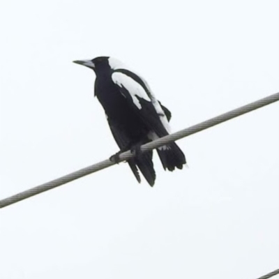 Gymnorhina tibicen (Australian Magpie) at Bega, NSW - 17 Aug 2019 by ArcherCallaway