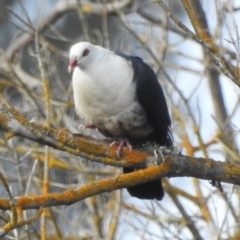 Columba leucomela (White-headed Pigeon) at Bega, NSW - 16 Aug 2019 by RyuCallaway