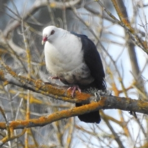Columba leucomela at Bega, NSW - 17 Aug 2019 08:30 AM