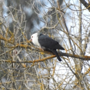 Columba leucomela at Bega, NSW - 17 Aug 2019 08:30 AM