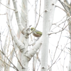 Zosterops lateralis (Silvereye) at Bega, NSW - 17 Aug 2019 by ArcherCallaway