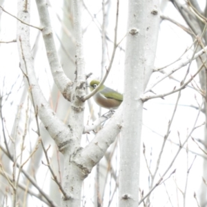 Zosterops lateralis at Bega, NSW - 17 Aug 2019