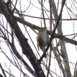 Zosterops lateralis at Bega, NSW - 17 Aug 2019