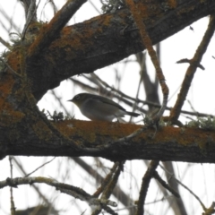 Zosterops lateralis at Bega, NSW - 17 Aug 2019