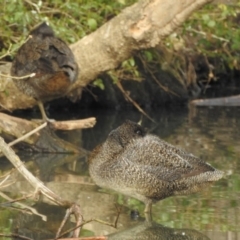 Stictonetta naevosa (Freckled Duck) at Bega, NSW - 17 Aug 2019 by ArcherCallaway