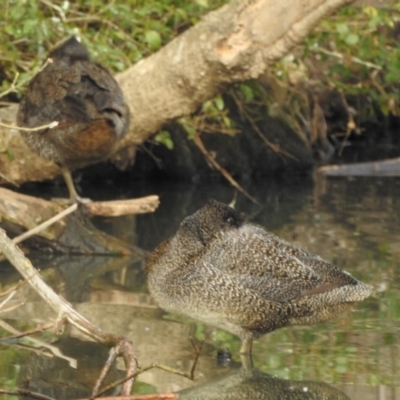 Stictonetta naevosa (Freckled Duck) at Bega, NSW - 17 Aug 2019 by ArcherCallaway