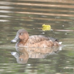 Aythya australis (Hardhead) at Bega, NSW - 16 Aug 2019 by RyuCallaway