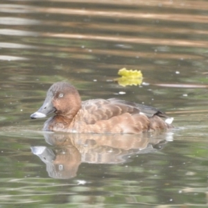 Aythya australis at Bega, NSW - 17 Aug 2019 08:30 AM