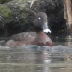 Aythya australis at Bega, NSW - 17 Aug 2019 08:30 AM