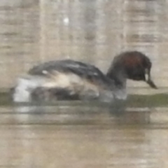 Tachybaptus novaehollandiae (Australasian Grebe) at Bega, NSW - 17 Aug 2019 by ArcherCallaway