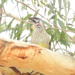 Anthochaera carunculata at Bega, NSW - 17 Aug 2019 08:30 AM