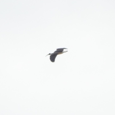 Threskiornis spinicollis (Straw-necked Ibis) at Bega, NSW - 16 Aug 2019 by RyuCallaway