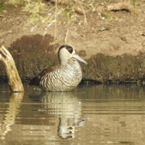 Malacorhynchus membranaceus at Bega, NSW - 17 Aug 2019 08:30 AM