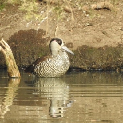 Malacorhynchus membranaceus (Pink-eared Duck) at Bega, NSW - 16 Aug 2019 by RyuCallaway