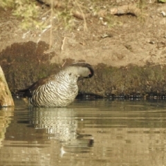 Malacorhynchus membranaceus at Bega, NSW - 17 Aug 2019 08:30 AM