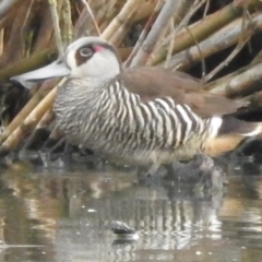 Malacorhynchus membranaceus at Bega, NSW - 17 Aug 2019 08:30 AM