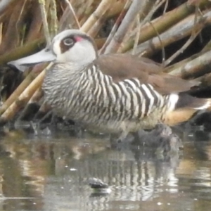 Malacorhynchus membranaceus at Bega, NSW - 17 Aug 2019 08:30 AM