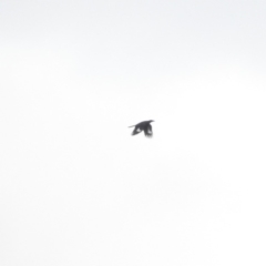 Strepera graculina (Pied Currawong) at Bega, NSW - 17 Aug 2019 by ArcherCallaway