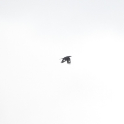 Strepera graculina (Pied Currawong) at Bega, NSW - 17 Aug 2019 by ArcherCallaway