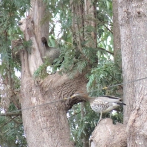 Chenonetta jubata at Bega, NSW - 17 Aug 2019