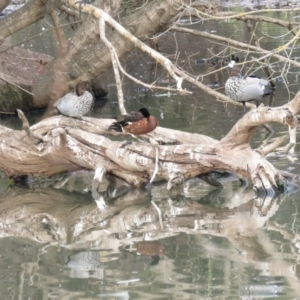 Chenonetta jubata at Bega, NSW - 17 Aug 2019