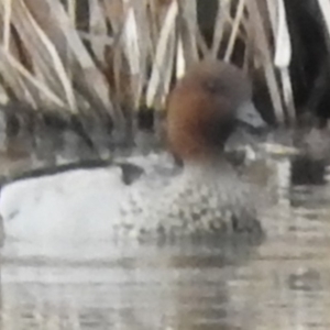 Chenonetta jubata at Bega, NSW - 17 Aug 2019