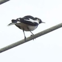 Grallina cyanoleuca (Magpie-lark) at Bega, NSW - 17 Aug 2019 by ArcherCallaway