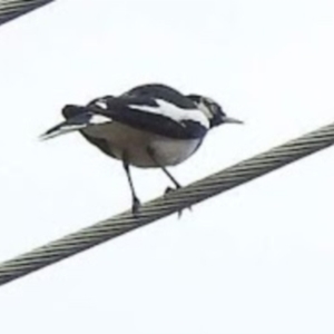 Grallina cyanoleuca at Bega, NSW - 17 Aug 2019 08:30 AM