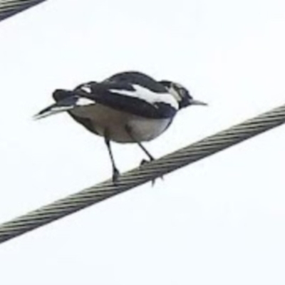 Grallina cyanoleuca (Magpie-lark) at Bega, NSW - 16 Aug 2019 by RyuCallaway