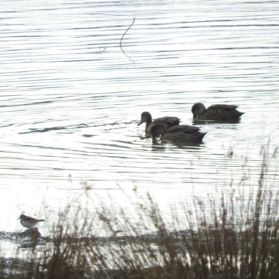 Anas gracilis (Grey Teal) at Bega, NSW - 17 Aug 2019 by ArcherCallaway