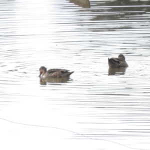 Anas gracilis at Bega, NSW - 17 Aug 2019