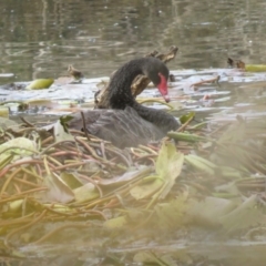 Cygnus atratus (Black Swan) at Bega, NSW - 17 Aug 2019 by ArcherCallaway