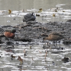 Anas castanea (Chestnut Teal) at Bega, NSW - 17 Aug 2019 by ArcherCallaway