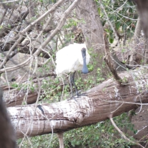 Platalea regia at Bega, NSW - 17 Aug 2019