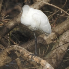 Platalea regia at Bega, NSW - 17 Aug 2019