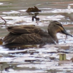 Anas superciliosa (Pacific Black Duck) at Bega, NSW - 16 Aug 2019 by RyuCallaway