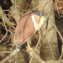 Nycticorax caledonicus (Nankeen Night-Heron) at Bega, NSW - 16 Aug 2019 by RyuCallaway