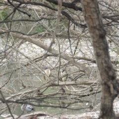 Nycticorax caledonicus at Bega, NSW - 17 Aug 2019 08:30 AM