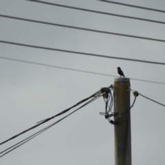 Sturnus vulgaris (Common Starling) at Bega, NSW - 17 Aug 2019 by ArcherCallaway