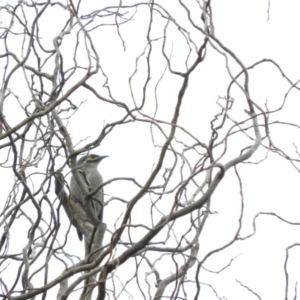 Caligavis chrysops at Bega, NSW - 17 Aug 2019