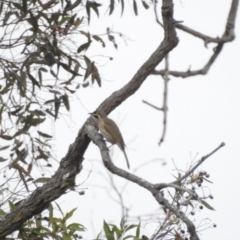 Caligavis chrysops at Bega, NSW - 17 Aug 2019 08:30 AM