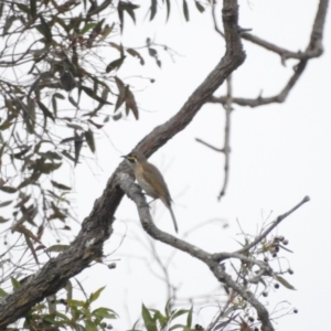 Caligavis chrysops at Bega, NSW - 17 Aug 2019