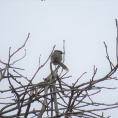 Caligavis chrysops at Bega, NSW - 17 Aug 2019 08:30 AM