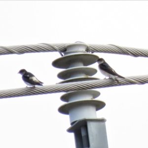 Petrochelidon nigricans at Bega, NSW - 17 Aug 2019 08:30 AM