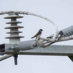 Petrochelidon nigricans at Bega, NSW - 17 Aug 2019